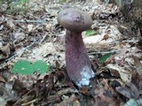 Tylopilus plumbeoviolaceus image