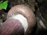 Tylopilus plumbeoviolaceus image