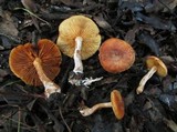 Gymnopilus allantopus image