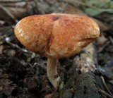 Gymnopilus allantopus image