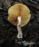 Gymnopilus allantopus image