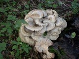 Meripilus sumstinei image