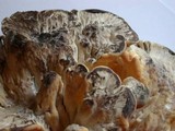 Meripilus sumstinei image