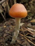 Psilocybe subaeruginosa image