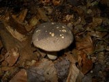 Retiboletus griseus image