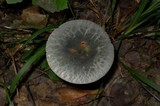 Russula parvovirescens image