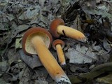 Lactarius volemus image