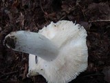 Russula parvovirescens image
