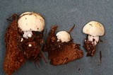 Russula raoultii image