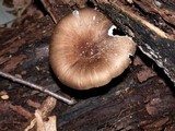 Megacollybia rodmani image