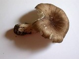 Megacollybia rodmani image