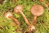 Inocybe stellatospora image