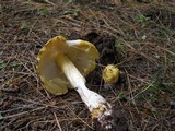 Amanita flavorubens image