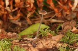 Pluteus thomsonii image
