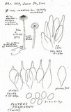 Pluteus thomsonii image