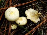 Hygrophorus chrysodon image