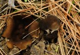 Helvella leucomelaena image