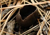 Helvella leucomelaena image