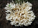 Tremellodendron pallidum image
