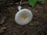 Amanita multisquamosa image