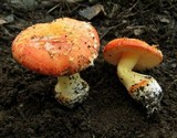Amanita xanthocephala image