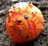 Amanita xanthocephala image