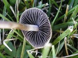 Panaeolus cinctulus image