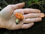 Amanita xanthocephala image