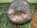 Suillus luteus image