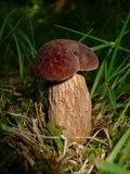 Leccinellum crocipodium image