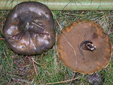 Suillus luteus image