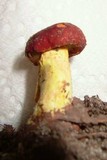 Boletus auripes image