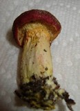 Boletus auripes image