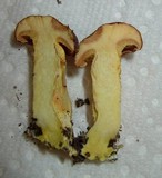 Boletus auripes image