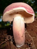 Tylopilus rubrobrunneus image