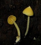 Inocephalus murrayi image