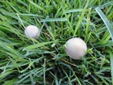 Panaeolus subbalteatus image