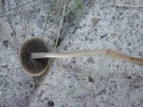 Panaeolus subbalteatus image