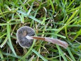 Panaeolus subbalteatus image