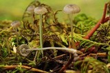 Mycena cinerella image