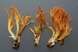 Ramaria aurantiisiccescens image