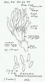 Ramaria aurantiisiccescens image