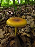 Amanita banningiana image
