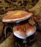 Cortinarius iodes image