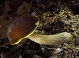 Boletellus chrysenteroides image