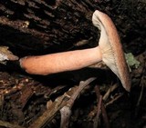 Lactarius quietus image
