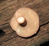 Lactarius quietus image