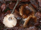 Russula amoenolens image