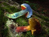 Boletus luridiformis image