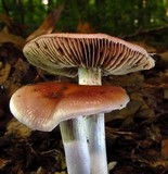 Cortinarius iodes image